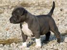 Reinrassige Pitbull welpen