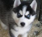 Süße Siberian Husky für große Häuser