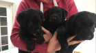 Zwei Labrador-Welpen kostenlos