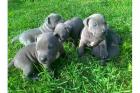 XXL Pitbull Blueline Welpen. Sind 12 wochen alt