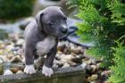 Biete Amstaff Welpen .