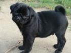 Freiatmende Mops Welpen in beige mit Papieren