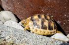 Breitrandschildkröte NZ 2022 Testudo Marginata Breitrand Schildkröte
