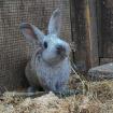 Franz- Zwergkaninchen - 1 Jahr - Tierhilfe-Franken e. V.