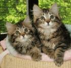 Sibrische Katzenbabys im Abgabealter