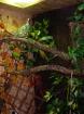 Jemenchamölion mit Terrarium 1 00x0 80x1 50 u. Zubehör