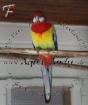 Platycercus eximius - ROSELLASITTICH / PRACHTROSELLA pro Vogel 30 00 EUR