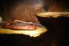 3 Kornnatter Albino - Rot - Braun
