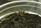 Psalmopoeus cambridgei 2-3 FH // Pterinochilus murinus rcf 1 FH // H. lividum Adu