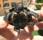 Emys orbicularis europäische Sumpfschildkröte