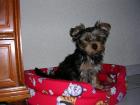 Schöne Yorky Babys