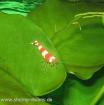 Red Bee Shrimp Grade A