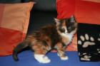 Neue Kittenbilder sind online