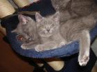 Kartäusermädchen Chartreux