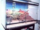Terrarium 5 Leopardgeckos