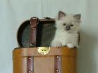 2 Ragdoll Kater jetzt 8 wochen alt.