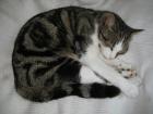 Jazzi Freigänger super hübscher Kater sucht ein neues Zuhause
