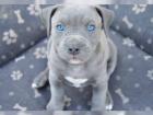 American Staffordshire Bullterrier Welpen aus TOP Verpaarung