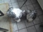 Süßer shih tzu rüde