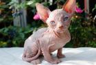 Canadische Sphynxkatzen mit ehrlichen Tasthaaren