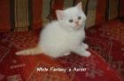 BKH Point Kitten mit strahlend blauen Augen suchen ein neues Zuhause