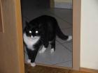 Achtung Kater entlaufen