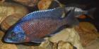 Copadichromis borleyi Kadango Red Fin