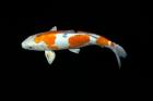 Goldfische-Teichfische-Koi uvm. Fa. Fördefisch