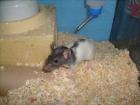 Ratten 7 Wo. alt Notfalltiere aus schlechter Haltung