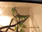 Grüner Leguan