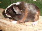 Meerschweinchen Babys und Kastrate abzugeben