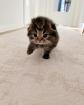Scottish fold kitten und BKH kitten