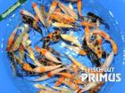 30 Koi Valentino Top AAA Koi-Mix - 8-12 cm