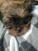 1 Shi-Tzu Mix welbe sucht Dringend noch liebe Familie