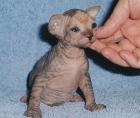 Canadian Sphynx Mädchen zu Ostern