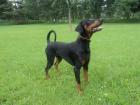DECKRÜDE - Wunderschöner reinrassiger kräftig gebauter Dobermann bietet sich a