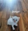 Scottish Fold Kitten zu verkaufen