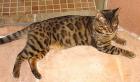 DECKKATER Bengalkater Azur steht wieder ihre Damen zur Verfügung