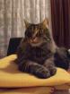 Kater Yogi vermisst