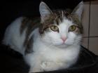 KATZENKINDER JUNGKATZEN UND ÄLTERE STUBENTIGER SUCHEN KUSCHELPLATZ