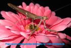 Popa spurca crassa kleine Astmantis