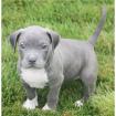 . American Welpen Blue-Line Pit Bull Terrier . 000