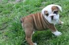 Englisch Bulldog Welpe Rüde sucht noch ein zu Hause