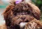 Assergewöhnliche Mini Doodle s der Rasse Shihpoo jetzt reservieren -