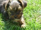 Kleinbleibende Yorkshire Terrier zum knuddeln süß -