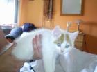 3 Perser katter Geimpft und entwurmt