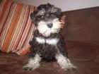 Zwergschnauzer Welpe
