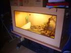 Dreiecksnatter und Terrarium mit Inhalt zu verkaufen
