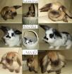 Supersüße Angora-Zwerg-Widder Kaninchenbabys zvk.