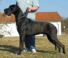 Deutsche Dogge schwarz